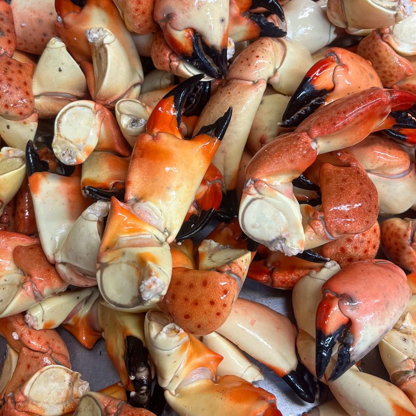 stone crab legs, only available in season!